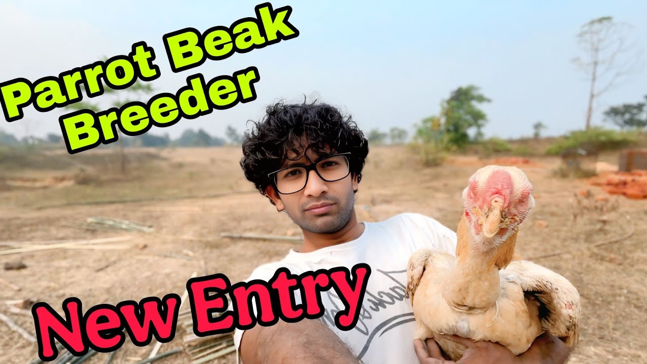 Parrot beak Breeder New Entry in the Paradise  ||