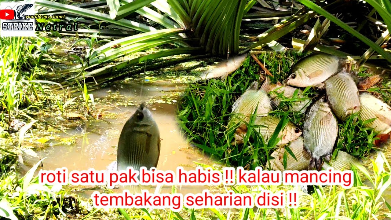 Benar-benar gila‼️mancing tembakang di spot pandan berduri streknya tanpa jeda‼️#SN031