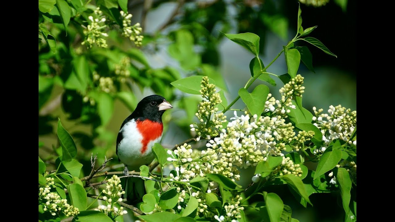 An Inside Look: Spring Migration