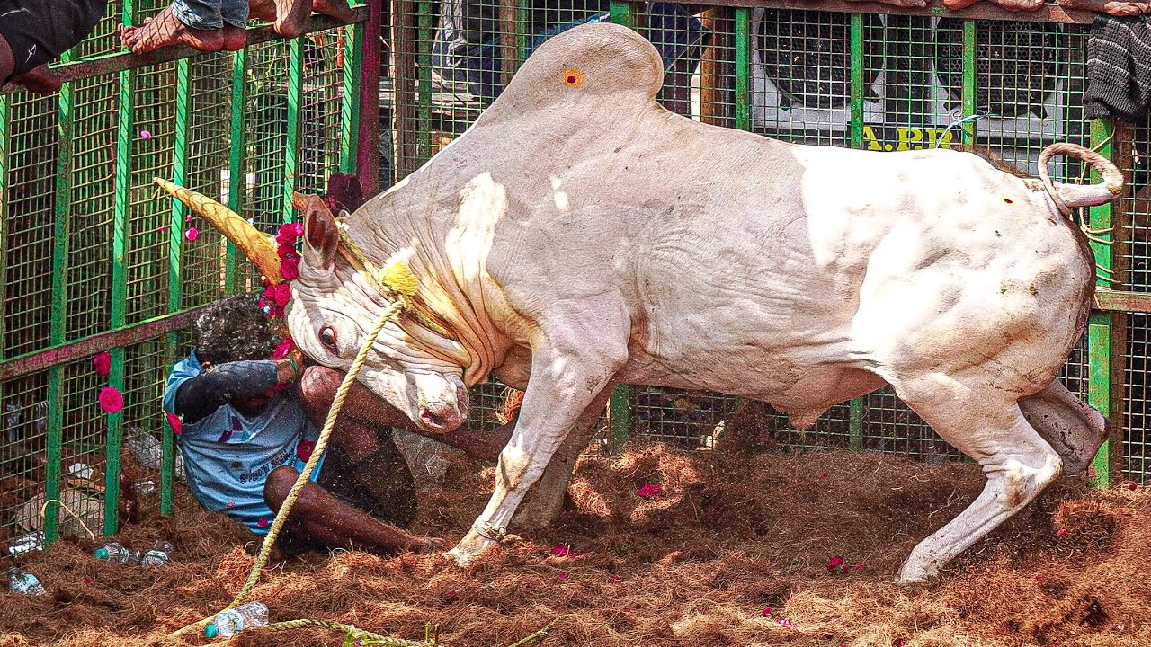 Mathakottai Jallikattu 2026 Videos 04 | மாதாக்கோட்டை ஜல்லிக்கட்டு 2026 Videos 04