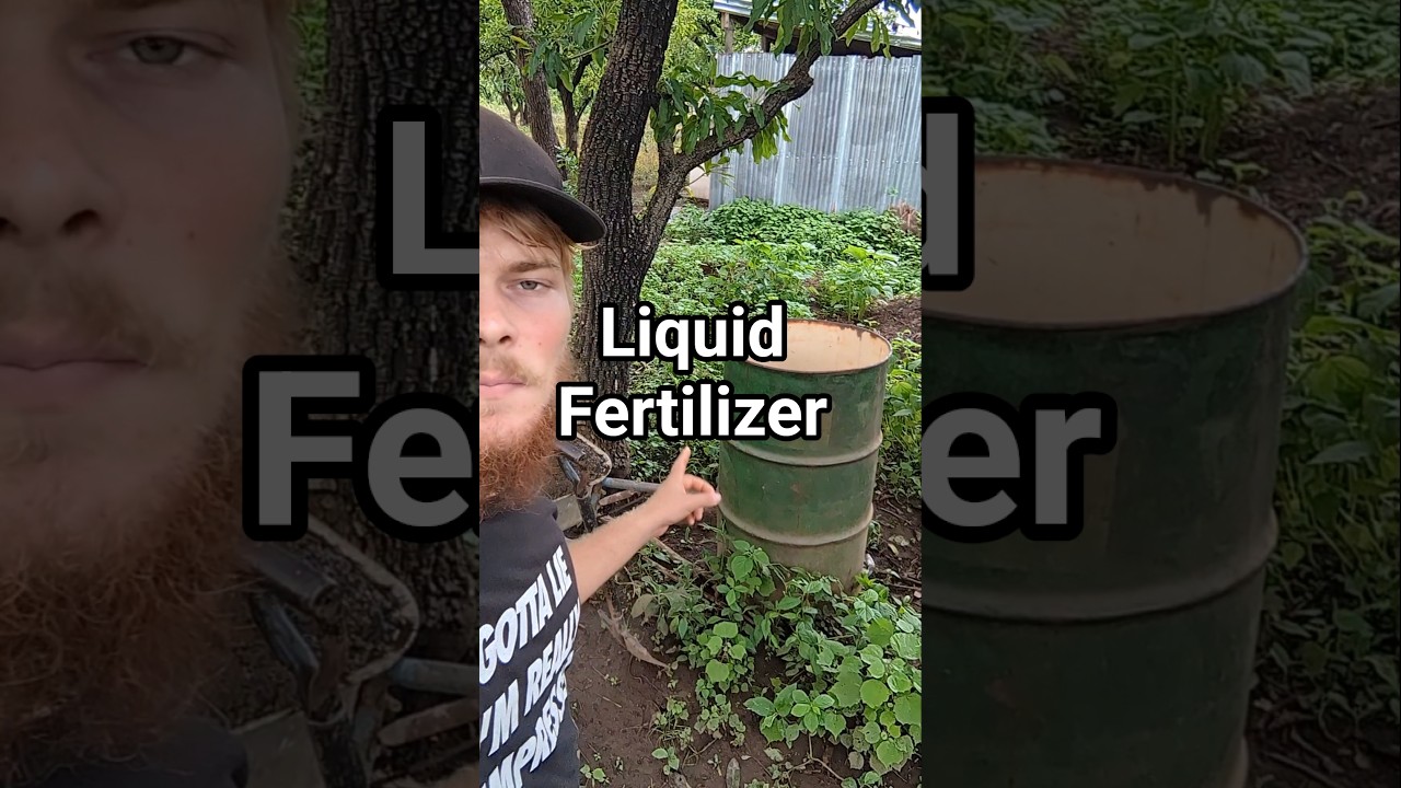 How To Make Organic Liquid Fertilizer #organicfertilizer #liquidfertilizer #diy