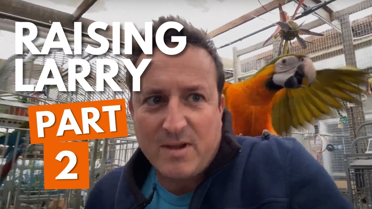 Raising a baby PARROT 🦜 Part 2 of Raising Larry the Catalina Macaw