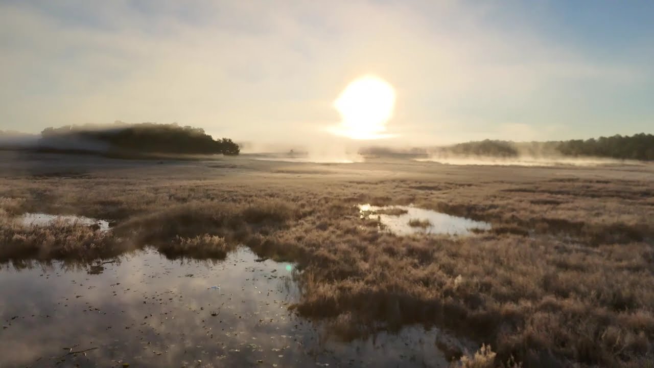 Morning Flight in Ocala National Forest