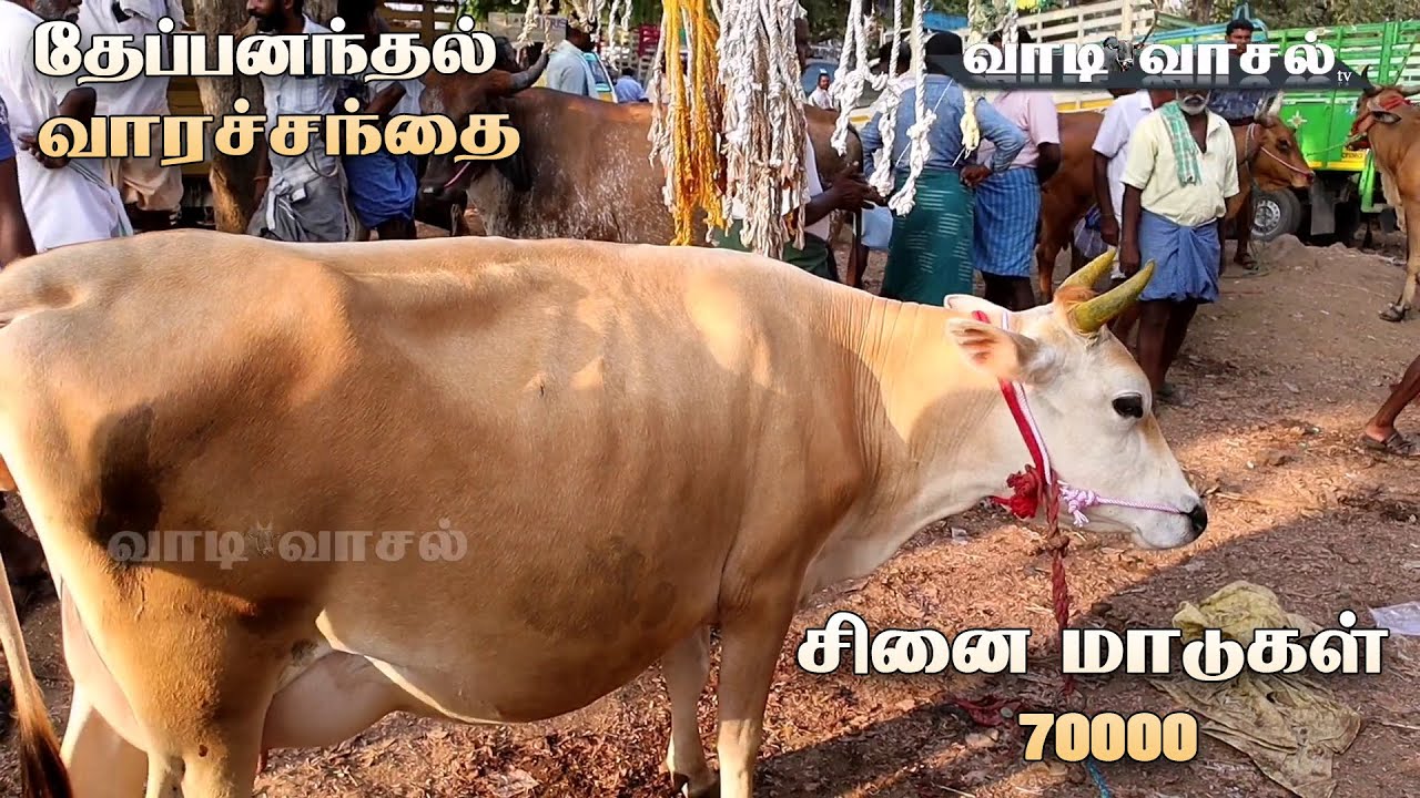 தேப்பந்தல் மாட்டு சந்தை திருவண்ணாமலை மாவட்டத்தின் சிறந்த  வார சந்தை | 20-04-2024