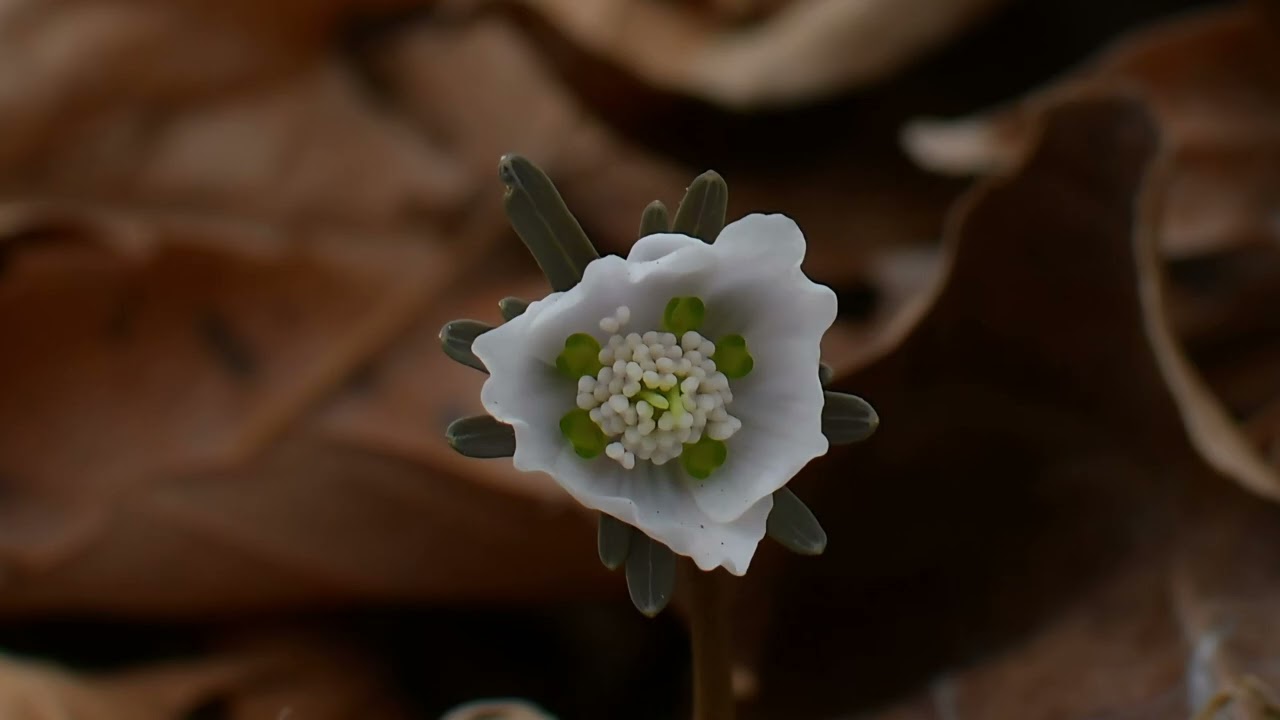 변산바람꽃 (변이 쌍두 녹화)
