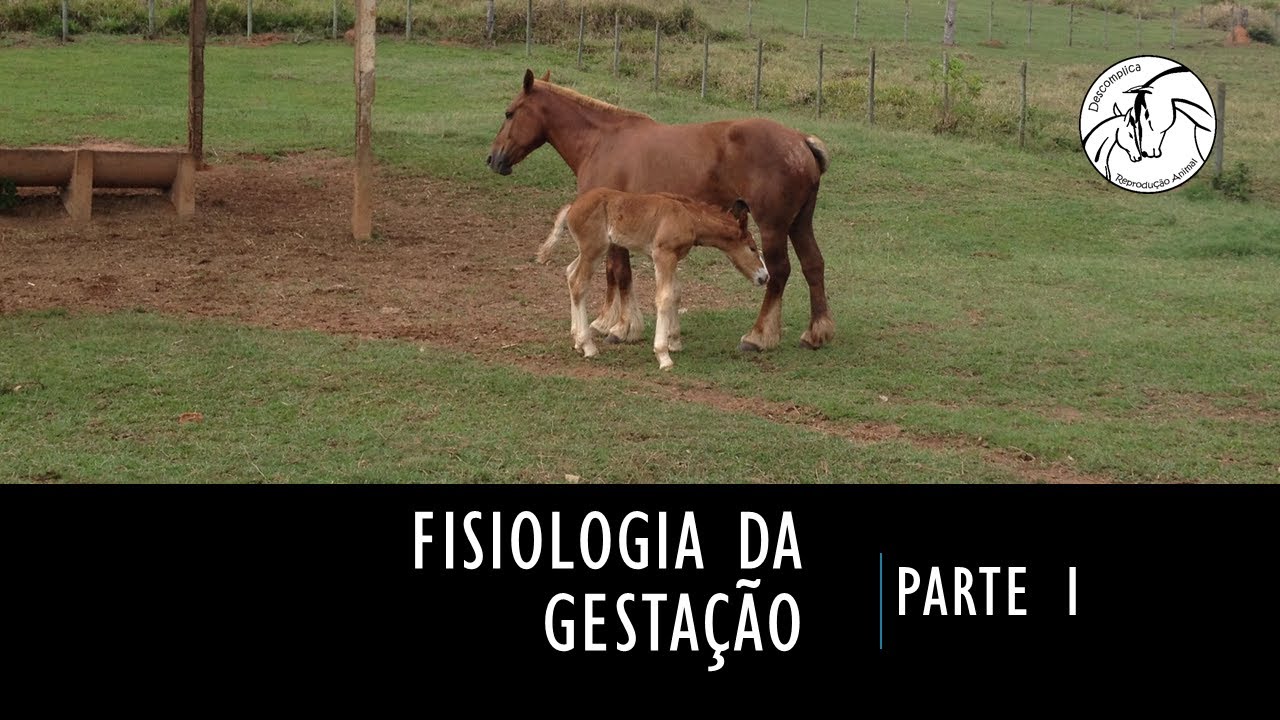 Fisiologia gestação em animais domésticos - parte 1
