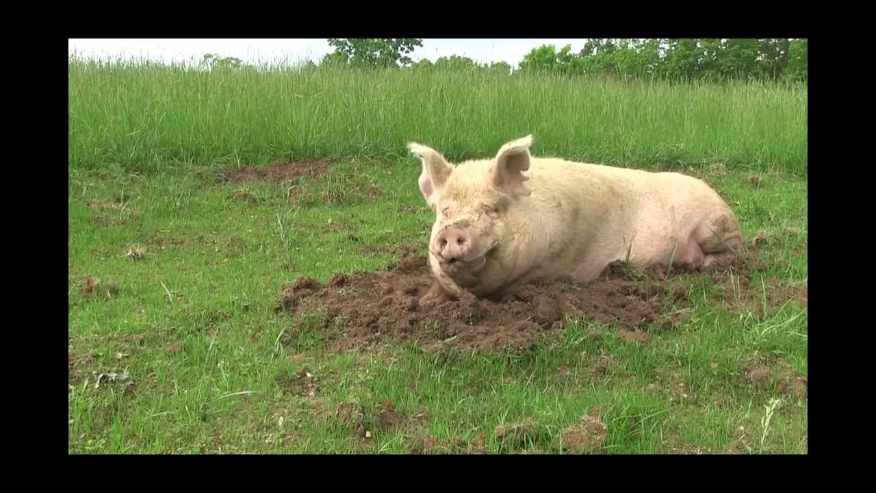Jasmine Comes Home - The Pig Preserve A Magical Sanctuary