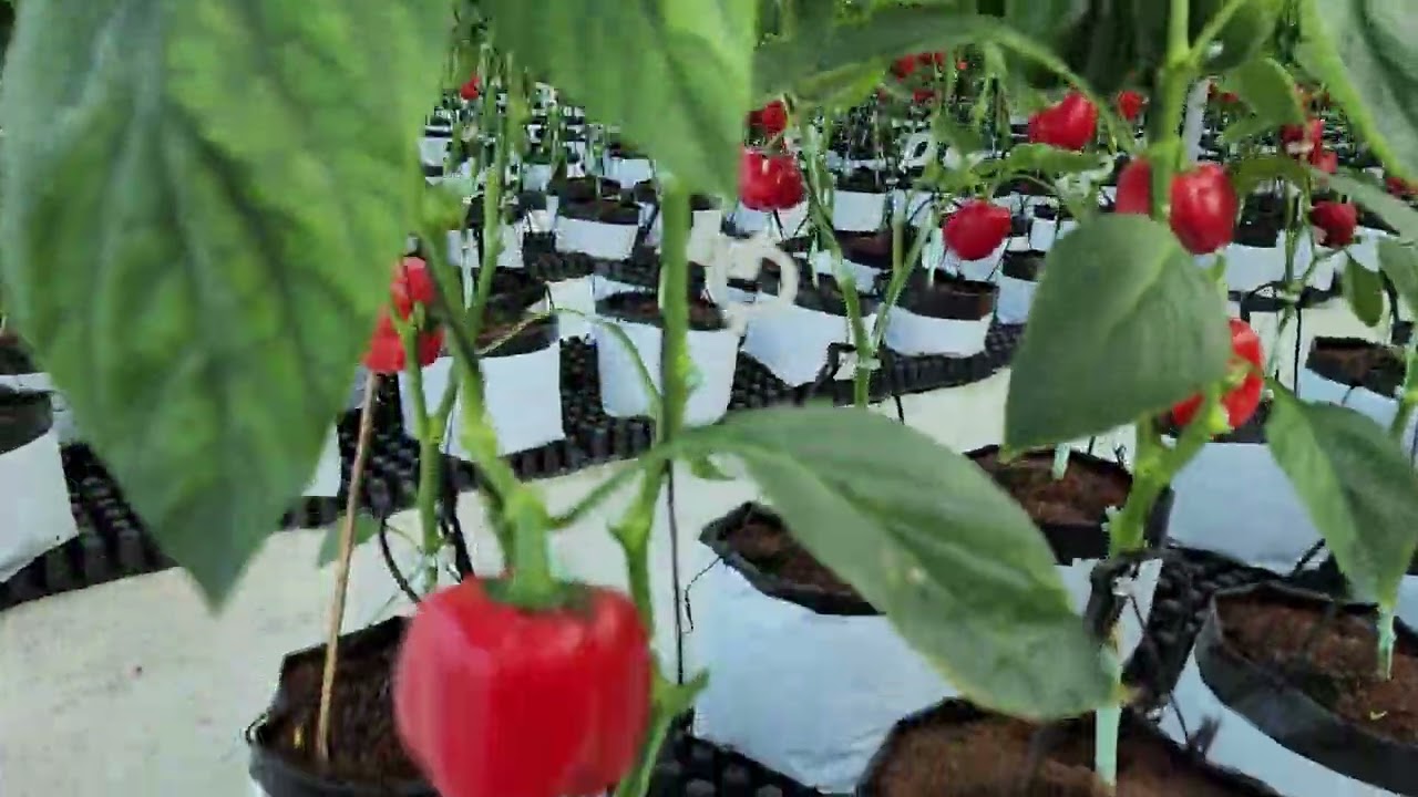 Drip Irrigation in Coloured Capsicum 🫑 @annapurnaindustriesOceanPlus 