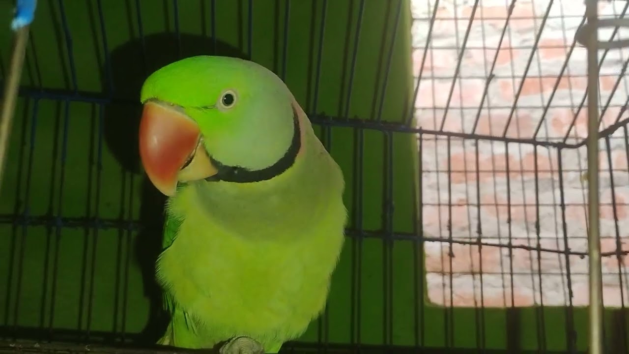 Mithu Radhe Radhe 🦜😘🦜 parrot talking mummy papa 