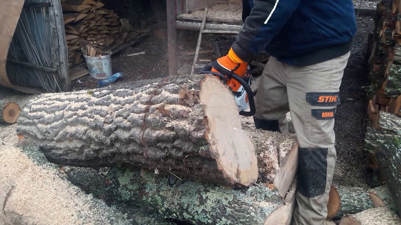 STIHL 362 working with the chainsaw.
