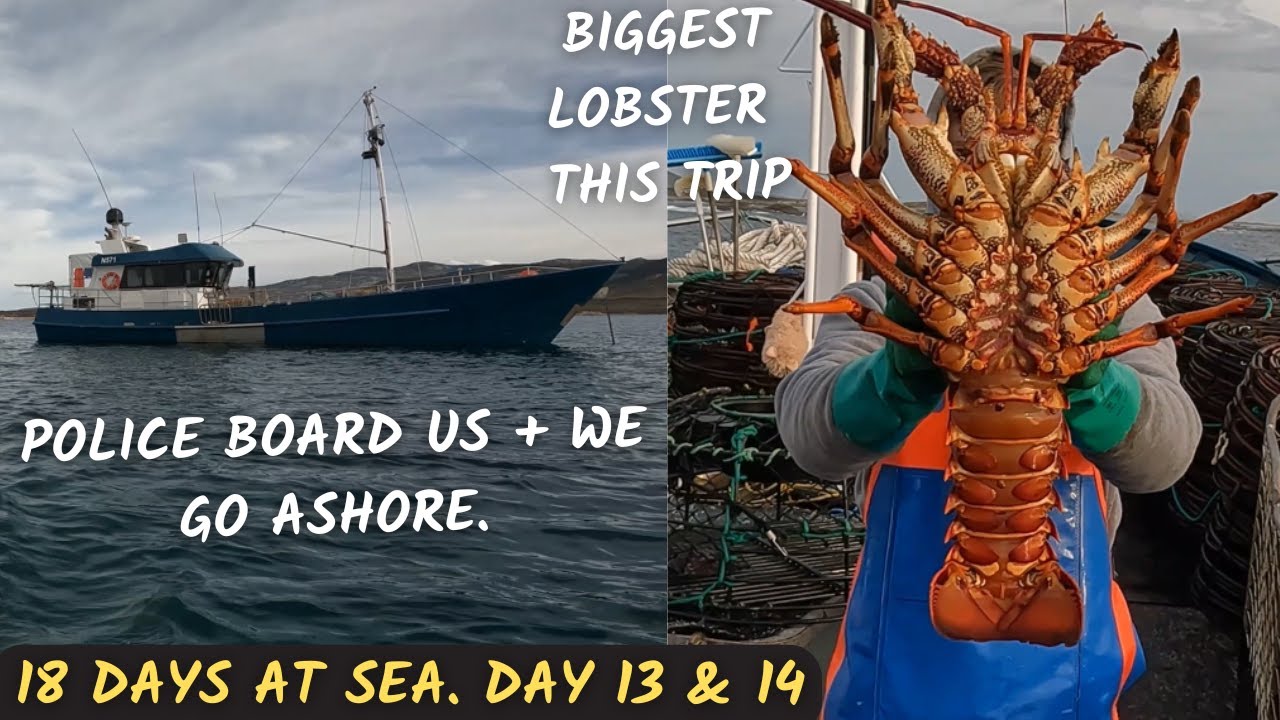 Our biggest Lobster YET, Police and injured Crew. Day 12 & 13. North East of Tasmania