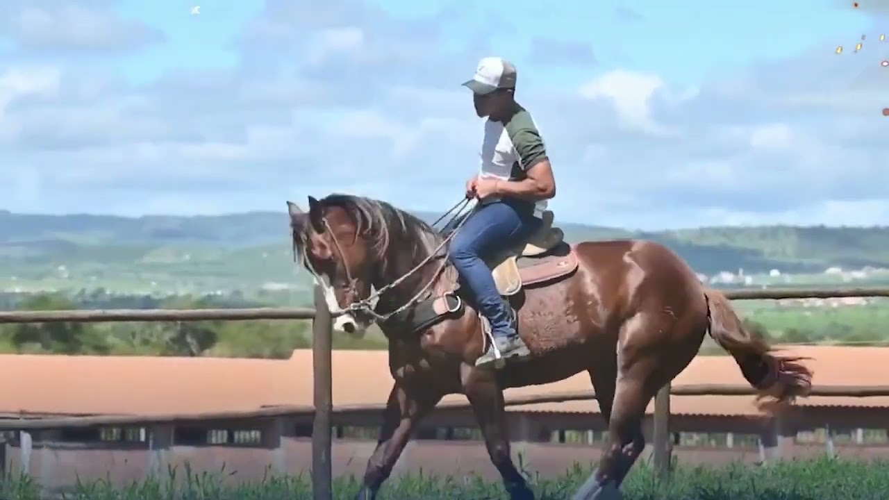 2º LEILÃO MIX DE VAQUEJADA - LOTE 13