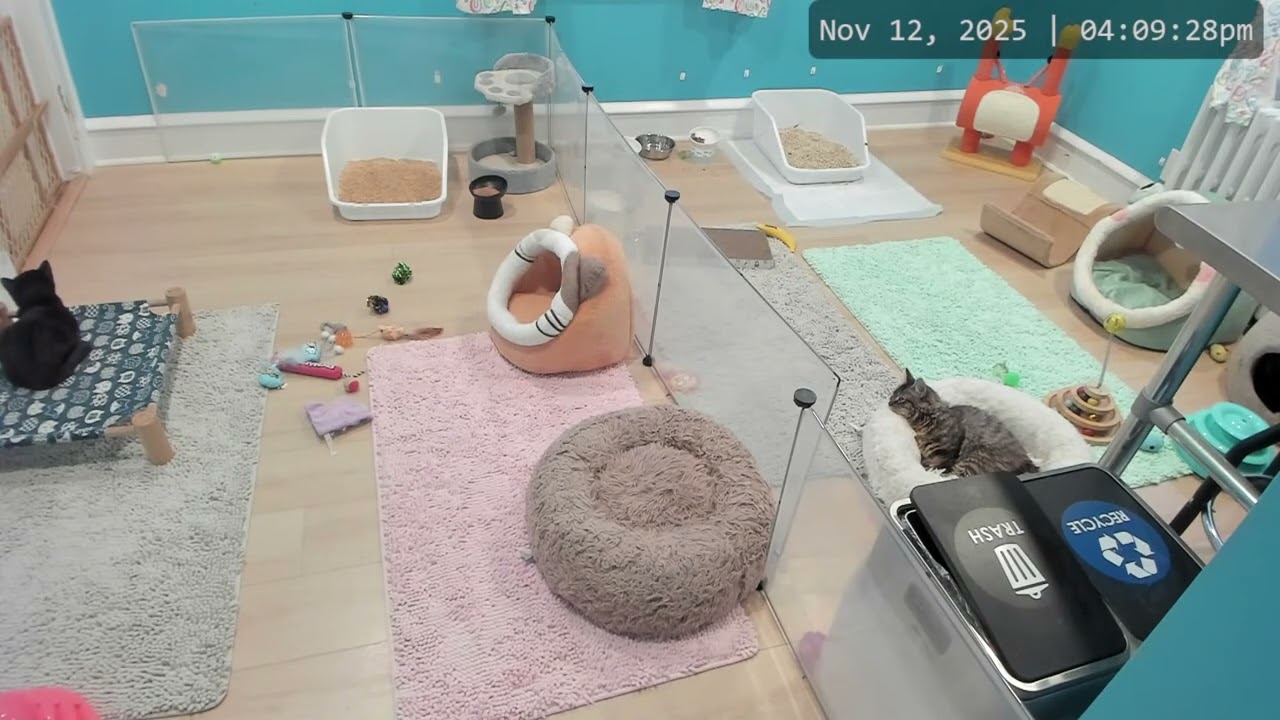 Kitkat Playroom: Eden Loses her Donut