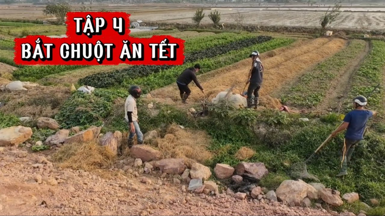 NGƯỜI DÂN ỦNG HỘ BẮT CHUỘT CHO ĐỠ PHÁ HOẠI MÙA MÀNG