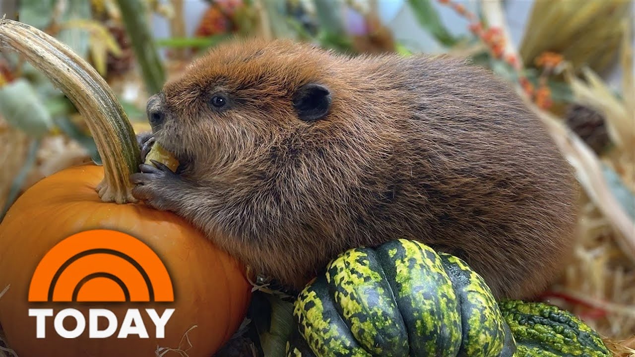 Nibi the beaver gets life-changing news during TODAY interview