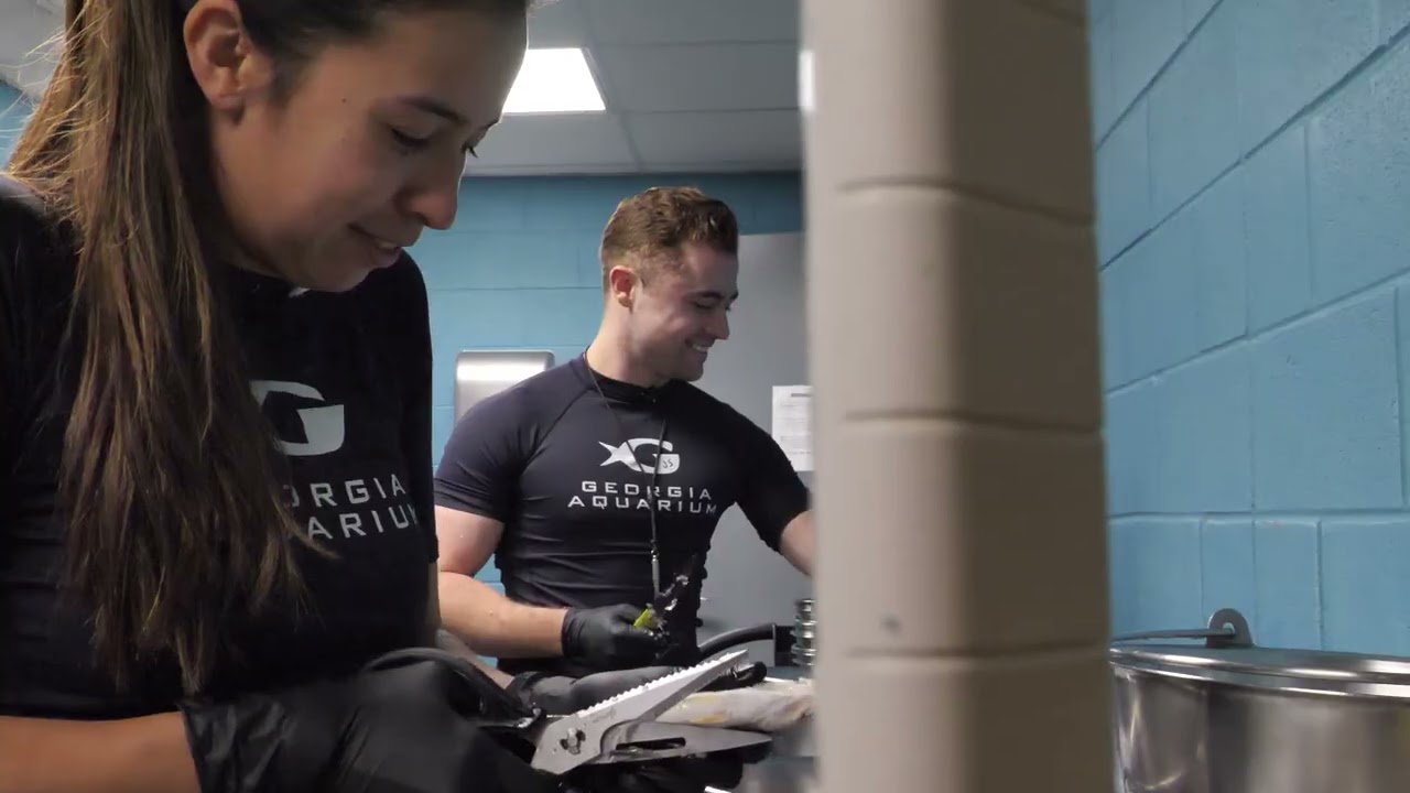 Learn how Georgia Aquarium Trains our Dolphins