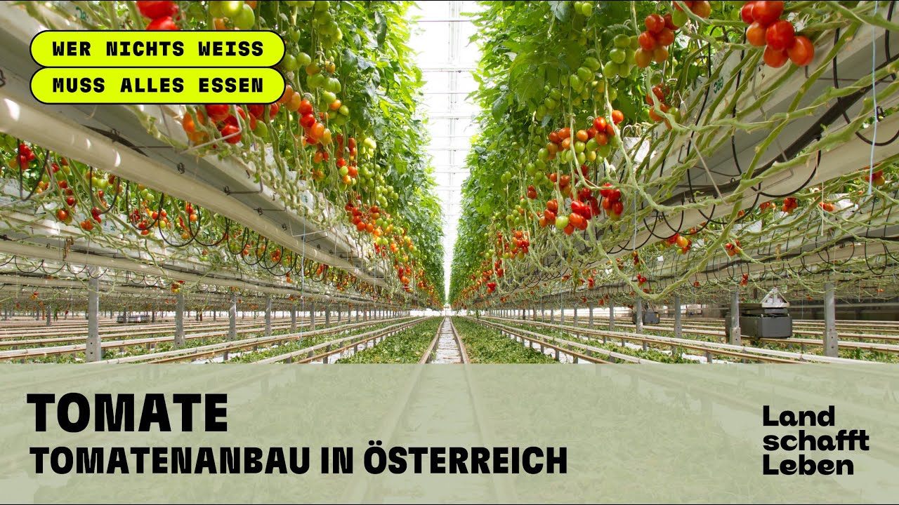 TOMATE (1/4) - Tomatenanbau in Österreich