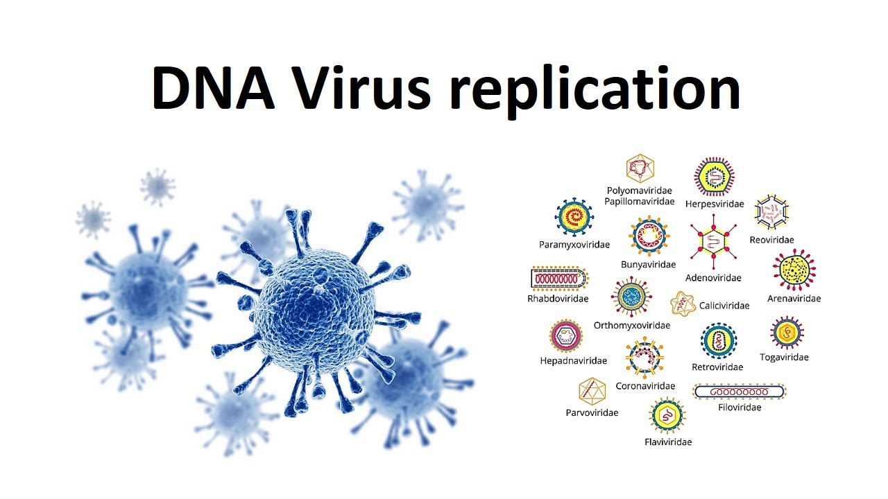 Replication of DNA viruses | How DNA viruses replicate? | virology | USMLE