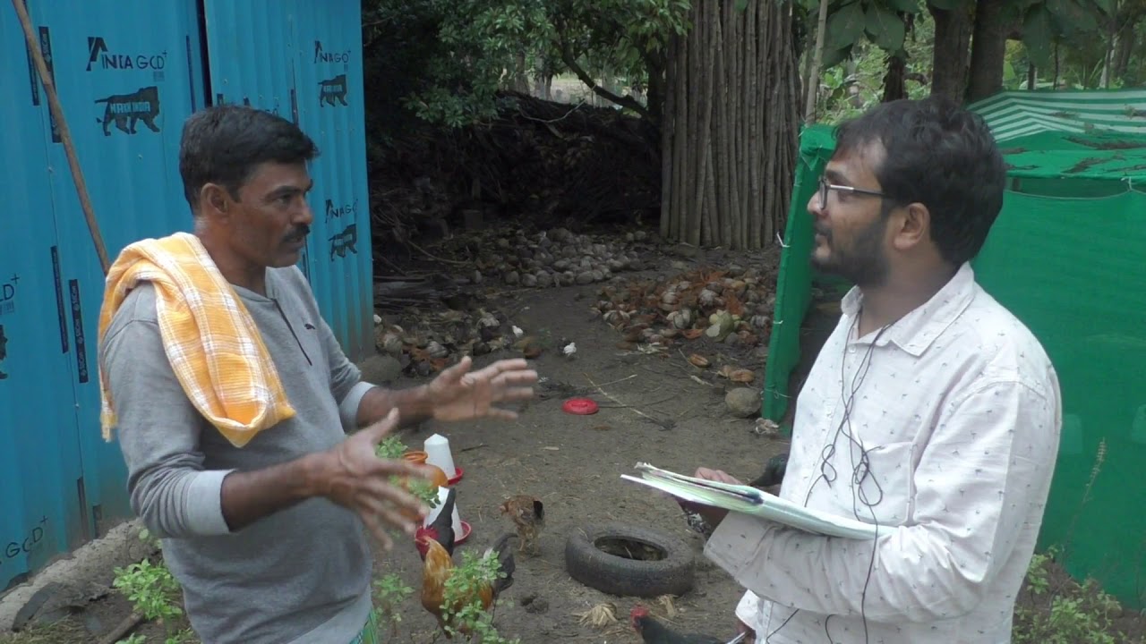Country chicken farming ,/Nati koli farm in Karnataka