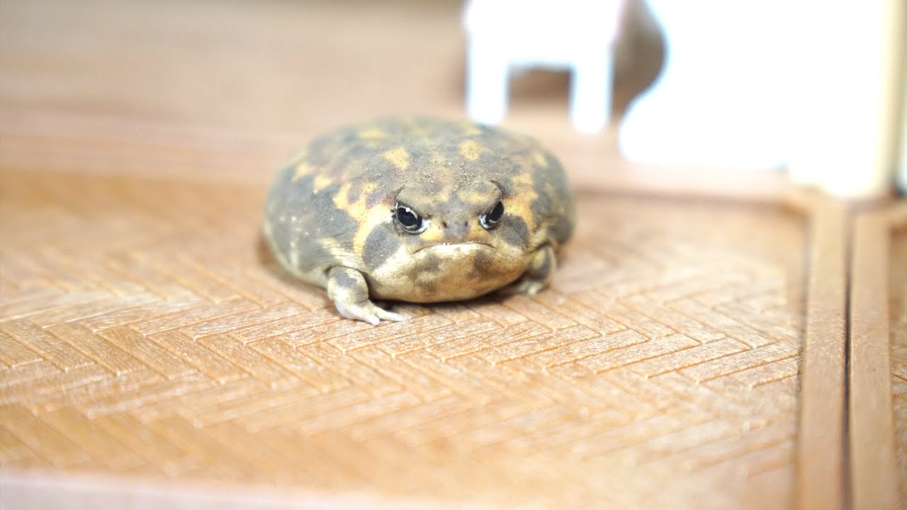 Ассортимент бегающих круглых лягушек🎁　Assortment of running Rain frogs🎁