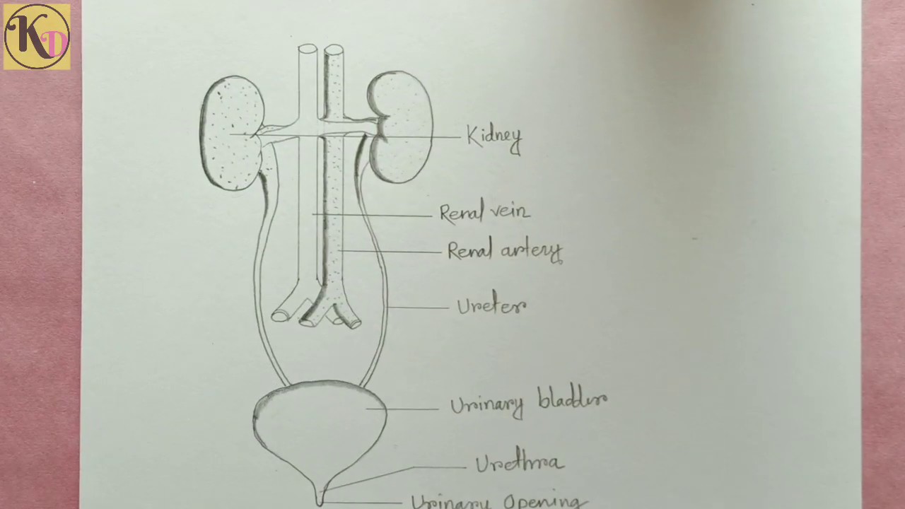 How to draw Human Excretory system easily - step by step