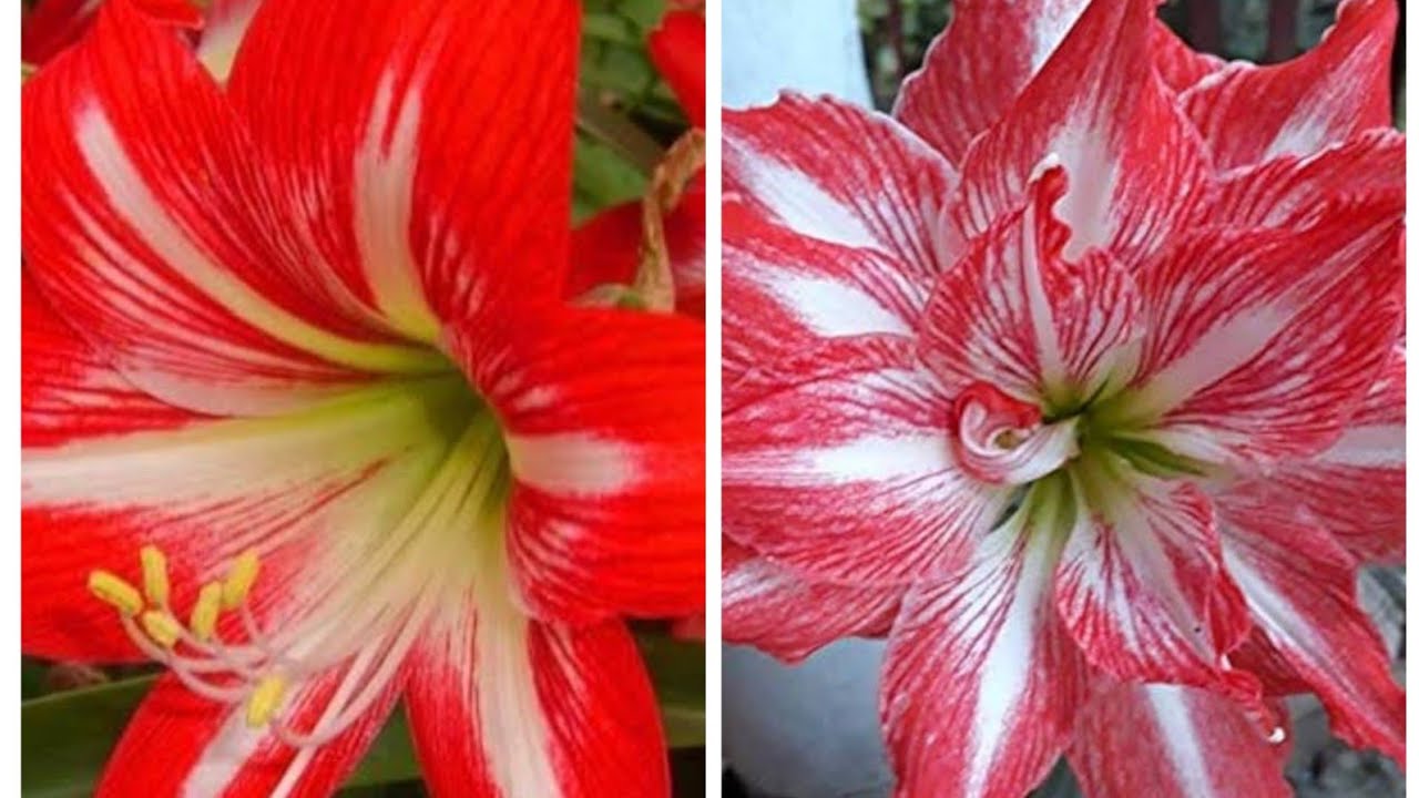 🔴🍁जल्दी से कर लीजिए अमरेस लिली की रिपोर्टिंग कहीं यह बसंत ऋतु का टाइम निकल जाए #ytshortsvideo 