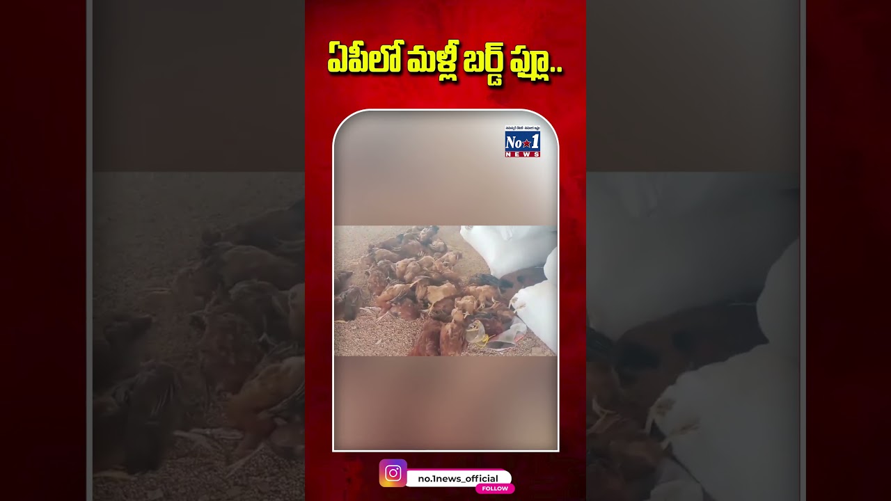 ఏపీలో మళ్లీ బర్డ్ ఫ్లూ..#BirdFlu #BirdFluInAP#BirdFluAlert#APBirdFlu#AnantapurBirdFlu #AnantapurNews