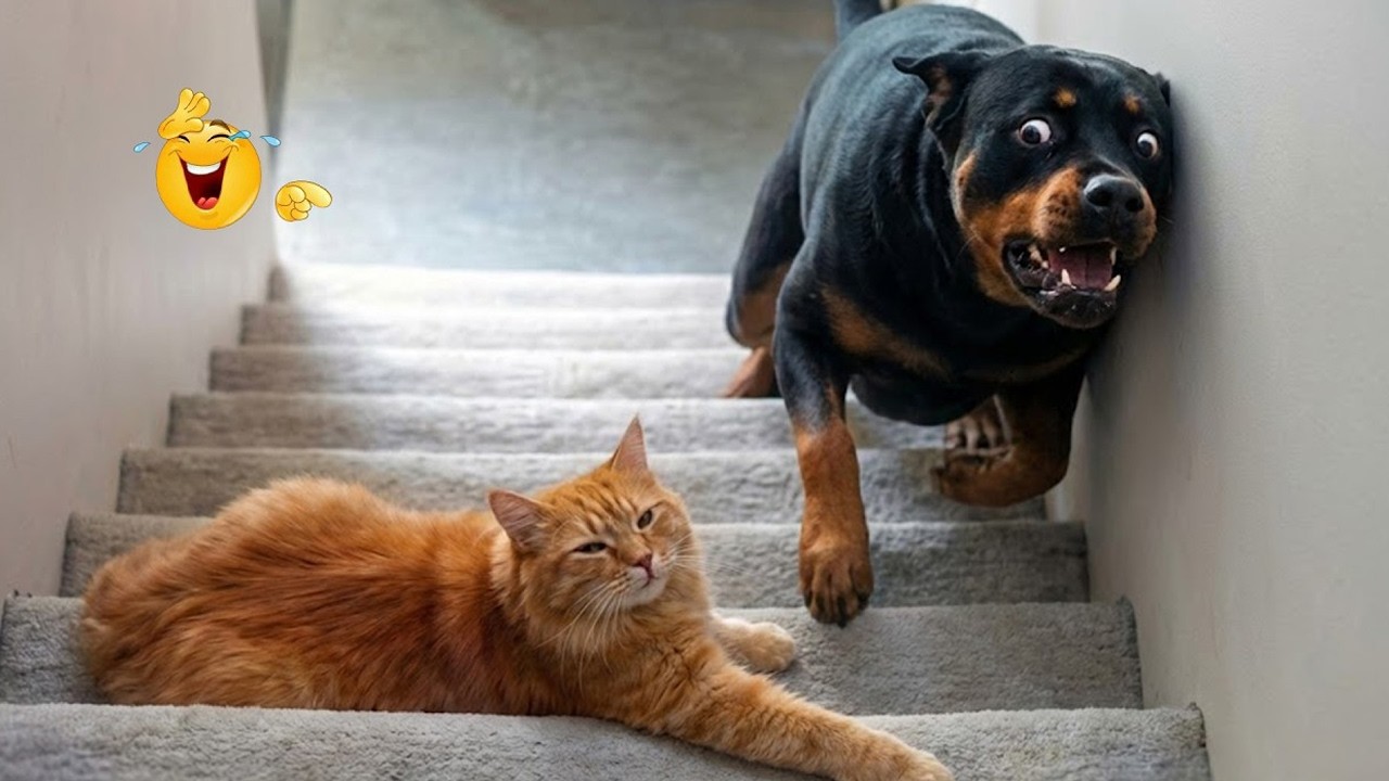 These Dogs Went Too Far 🤣 Funniest Dog Fails 2026 #79