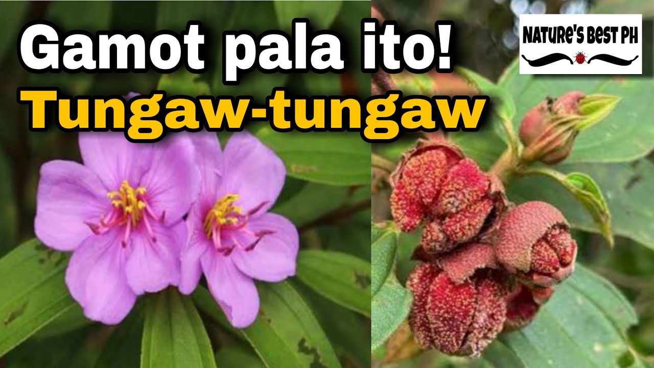 Benepisyo ng halamang Tungaw-tungaw l Melastoma Malabathricum| Nature's Best Ph