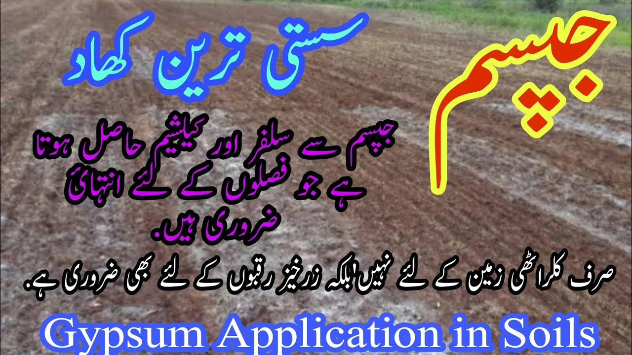 Gypsum Use in Salts affected Soils | Use of Gypsum in Sodic Soil | Gypsum application Method in soil