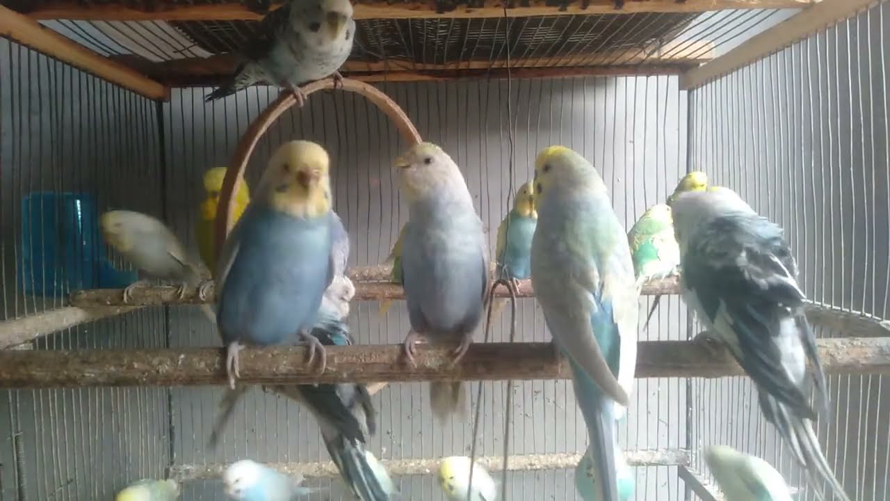 【9分】この小さな変化でインコが別人みたいに…