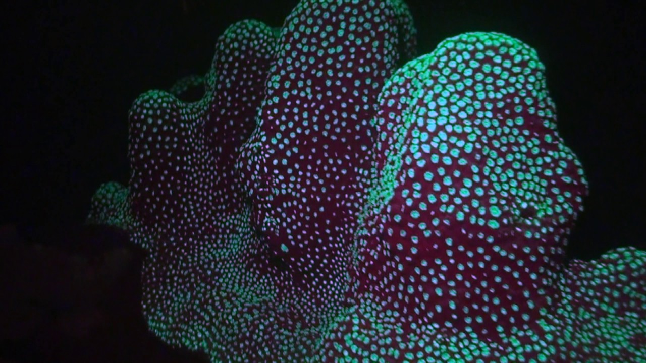 Fluorescent night dive