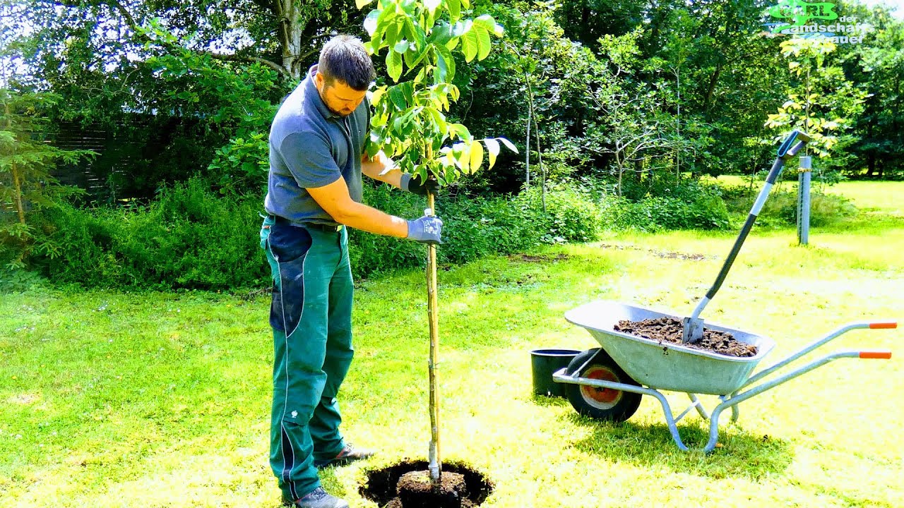 HOW TO PLANT A TREE +PREPARE PLANTING HOLE,STAKING,TRUNK PROTECTION,POTTET WALNUT TREES DETAIL GUIDE