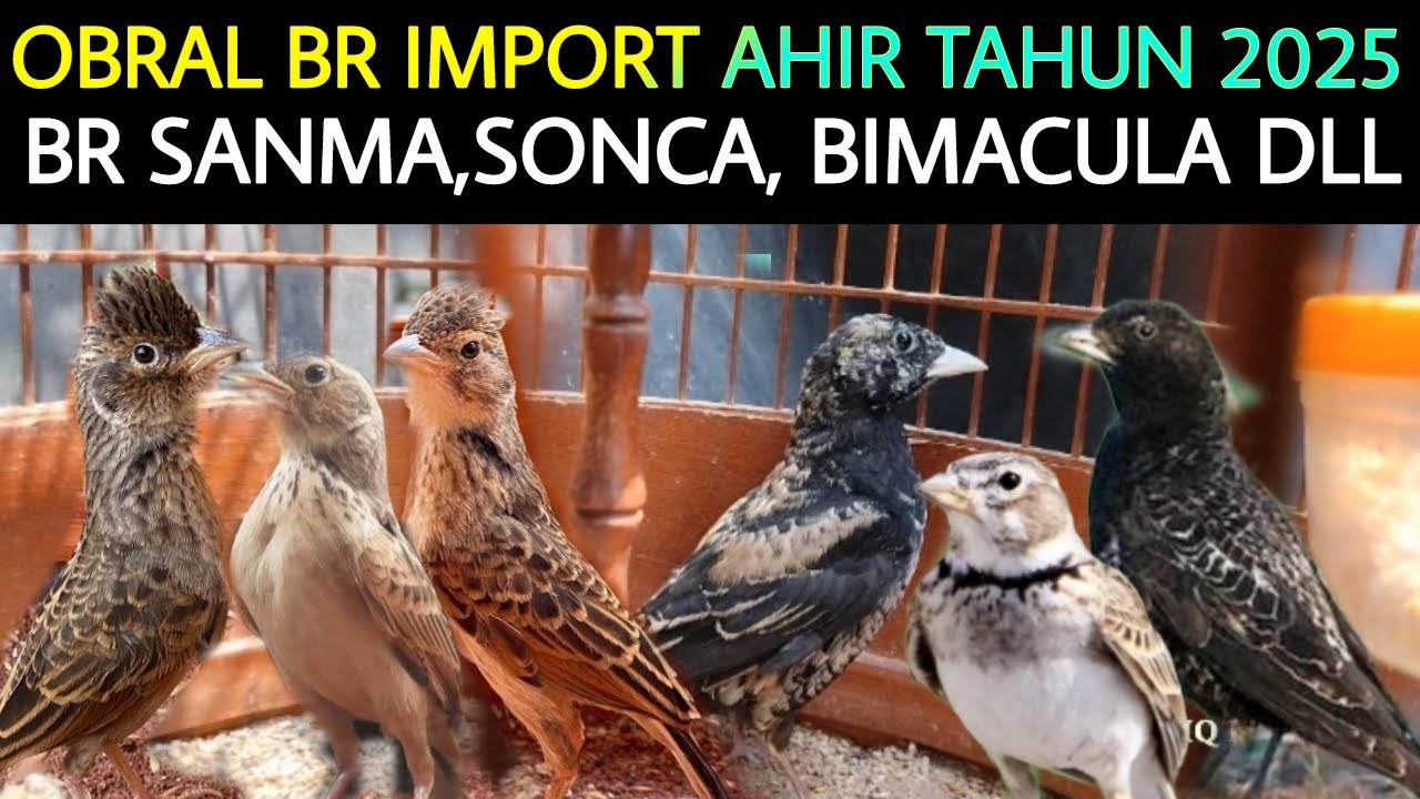 ✅ TERNYATA SDH SEMURAH INI HARGA BRANJANGAN IMPORT TERBARU DI AHIR THN 2025 DI PASAR BURUNG PRAMUKA