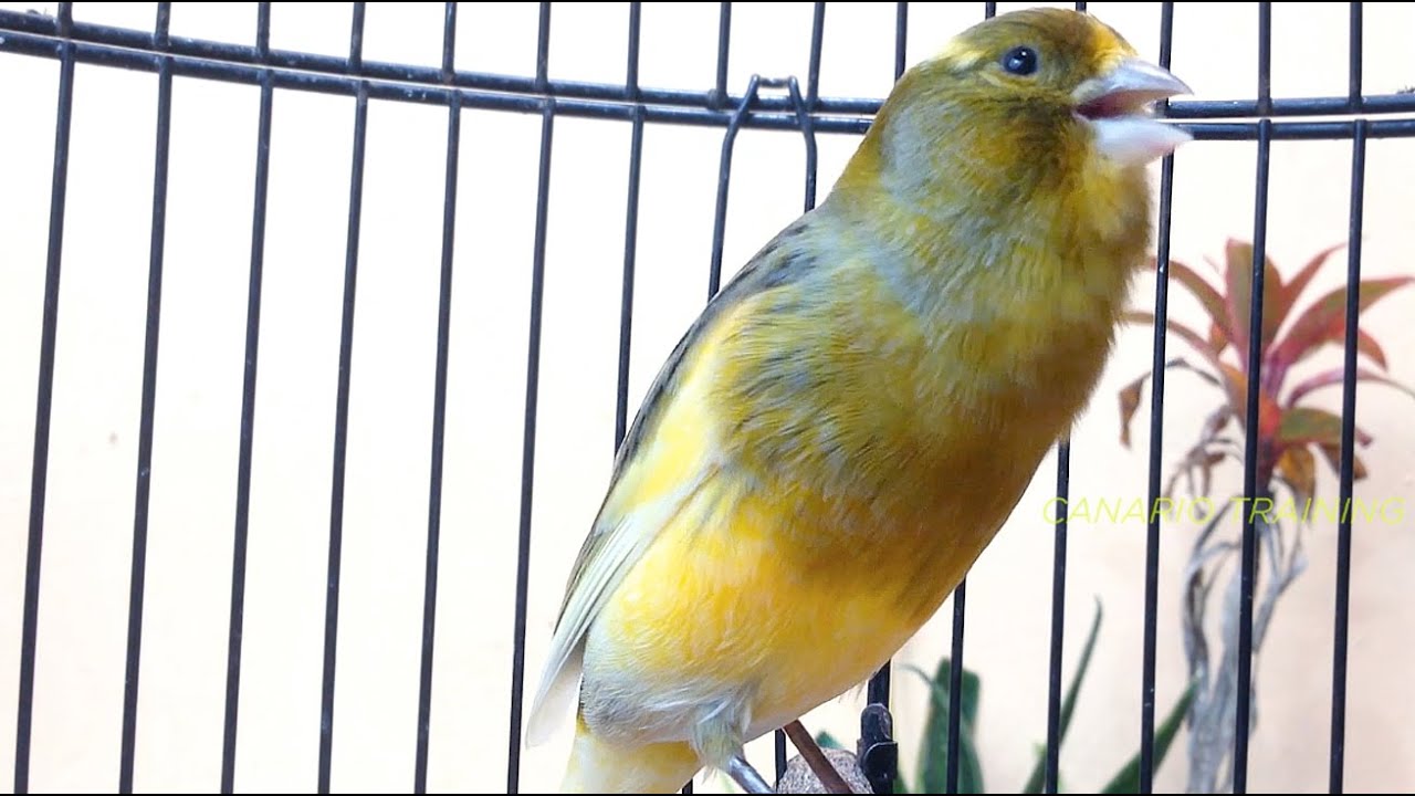 Canto Contínuo Para Canário Belga em Sessão Natural
