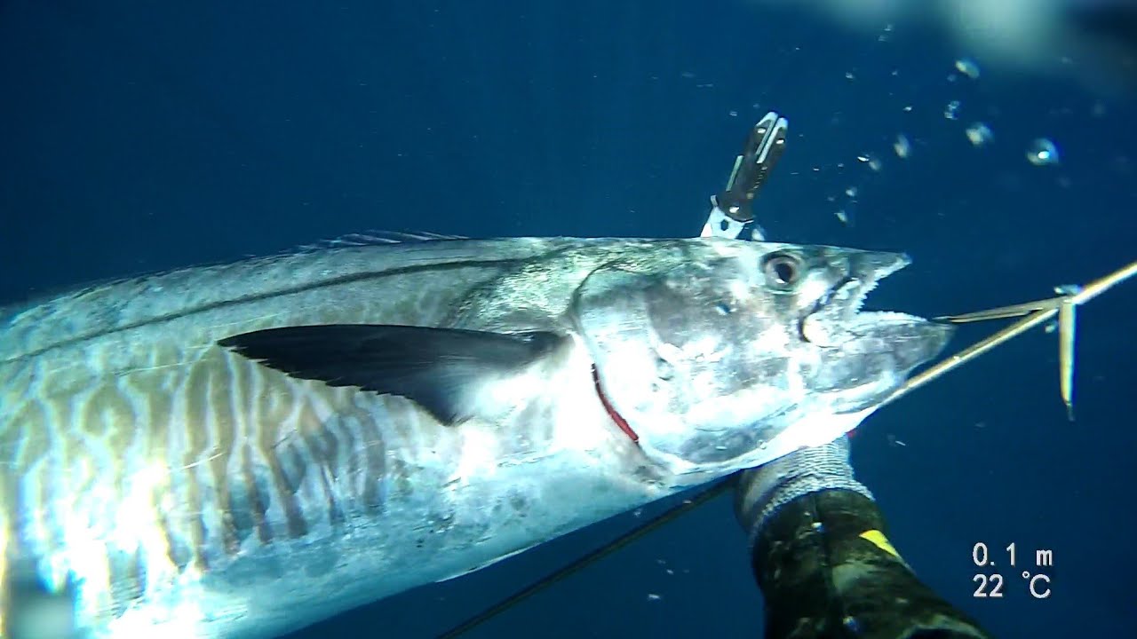 spearfishing Spanish mackerel  25 kg / פלמידה  ענקית בצלילה  חופשית