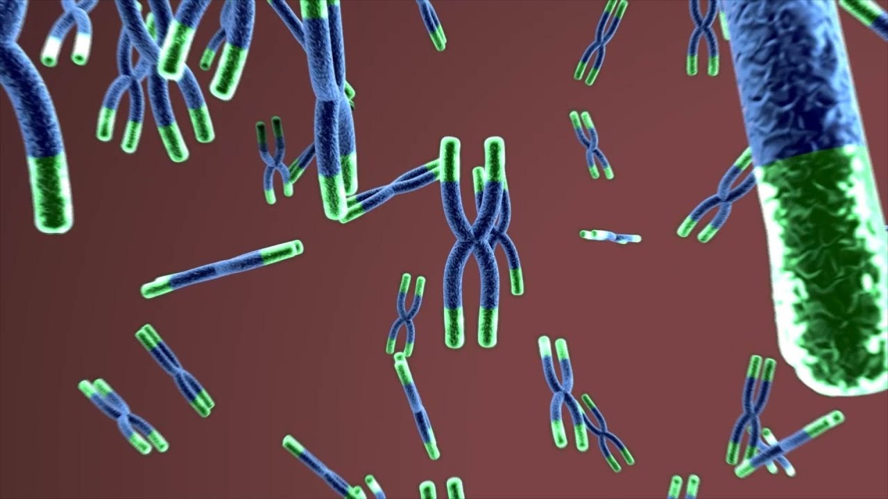 Telomerase Enzyme - What does the telomerase enzyme do?