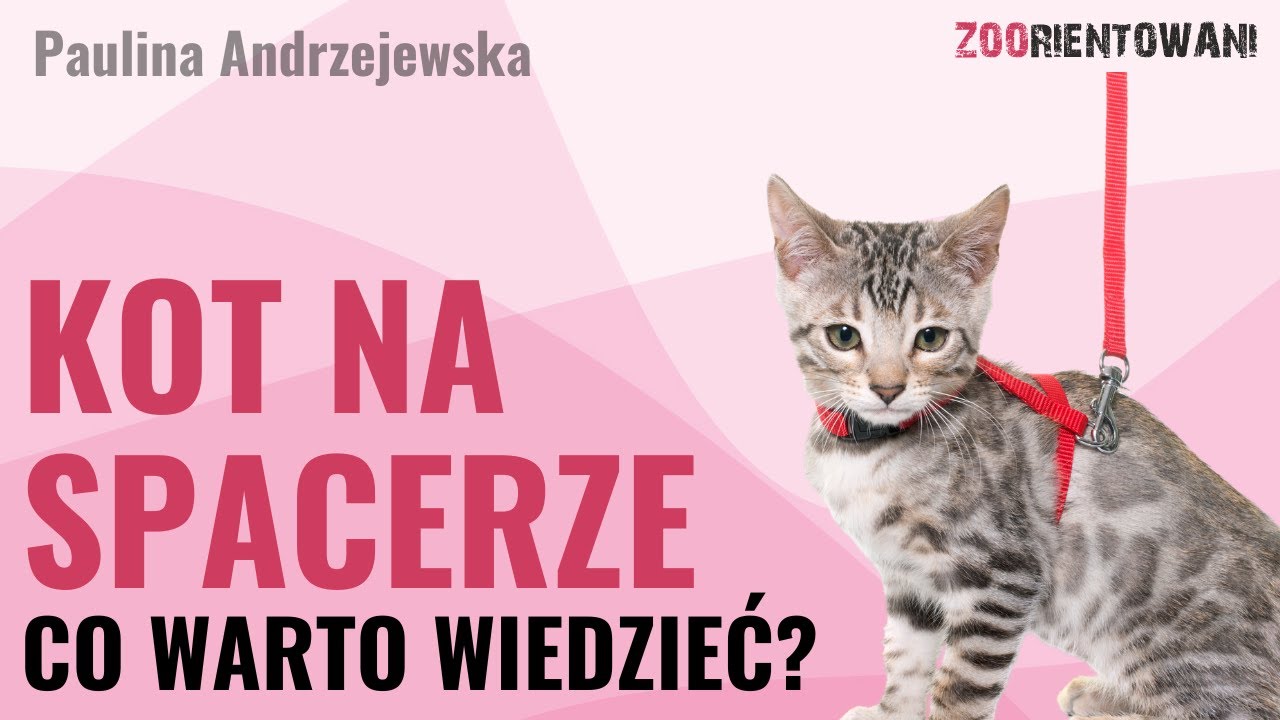 Spacery z kotem na smyczy - poradnik dla opiekunów 🐈