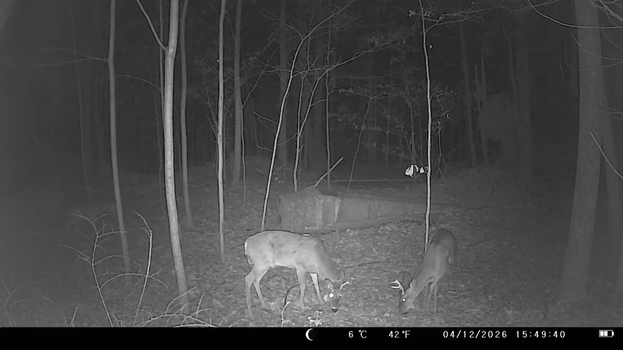 Trail Camera At The Interstate Pond