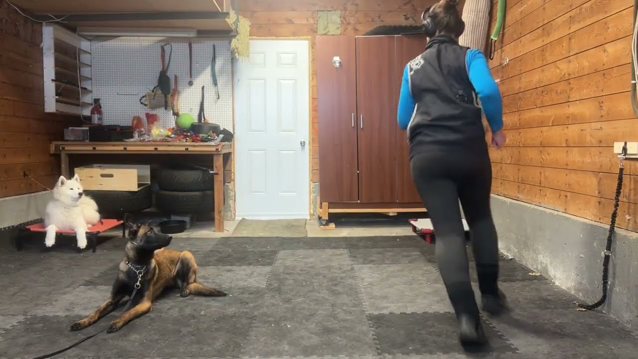 Training session with Lilo and Hazel