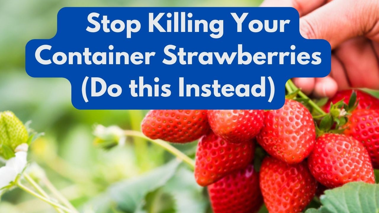 Stop Killing Your Container Strawberries (Do this Instead)