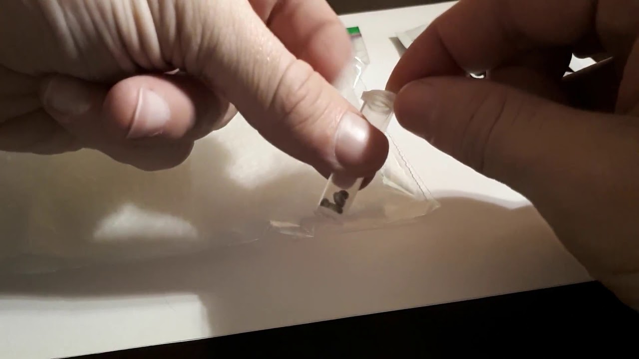 Germinating two feminized Jack Herer cannabis seeds.