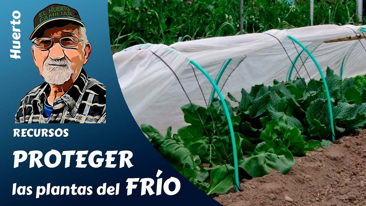 PROTEGER LAS PLANTAS DEL HUERTO: Cómo proteger del frío las plantas de la huerta