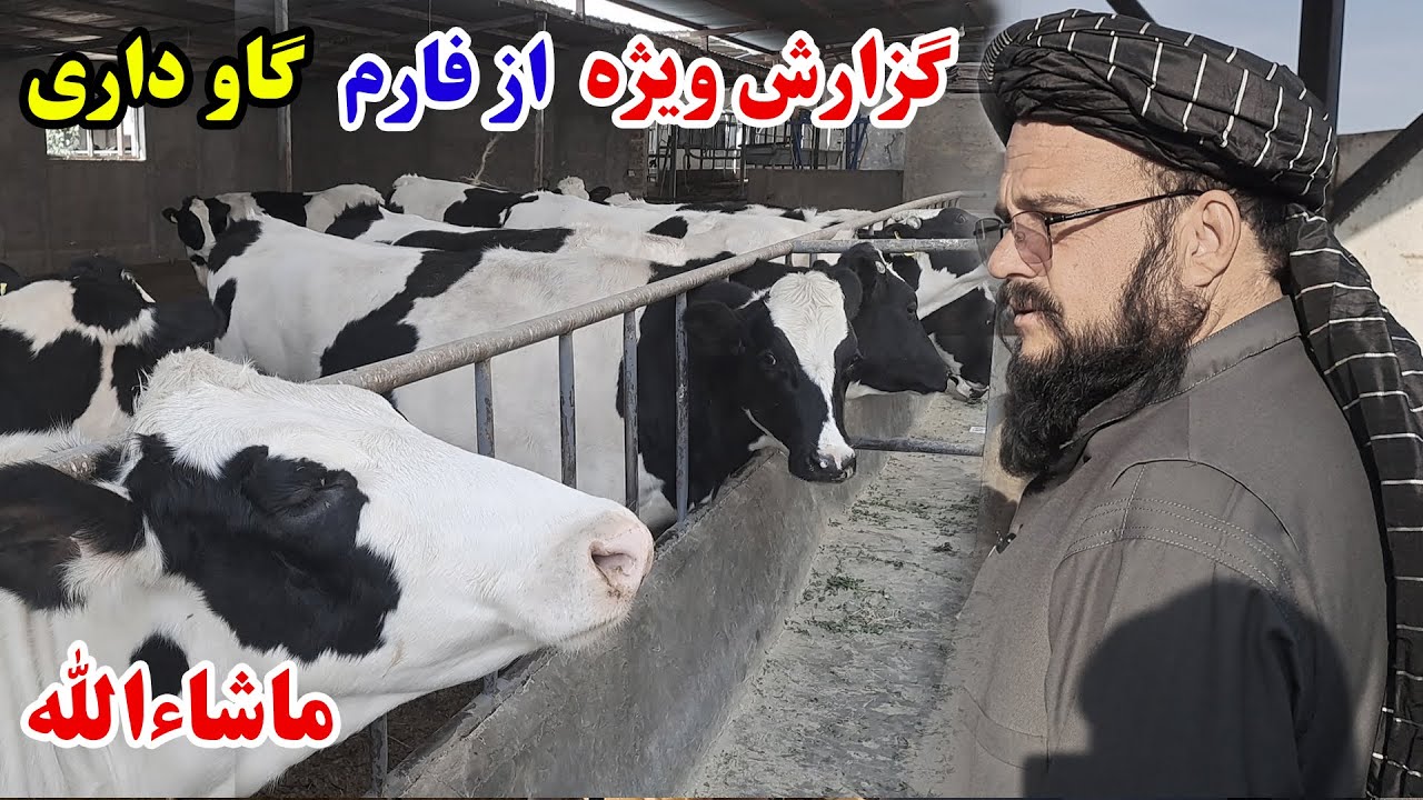 ګزارش ویژه از بزرګترین فارم ګاو داری ولایت هرات افغانستان