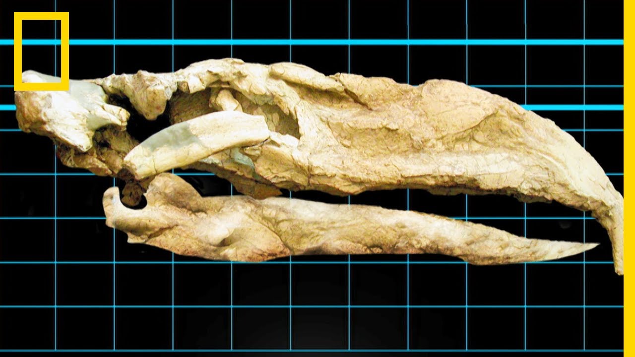 Les redoutables mandibules du kelenken