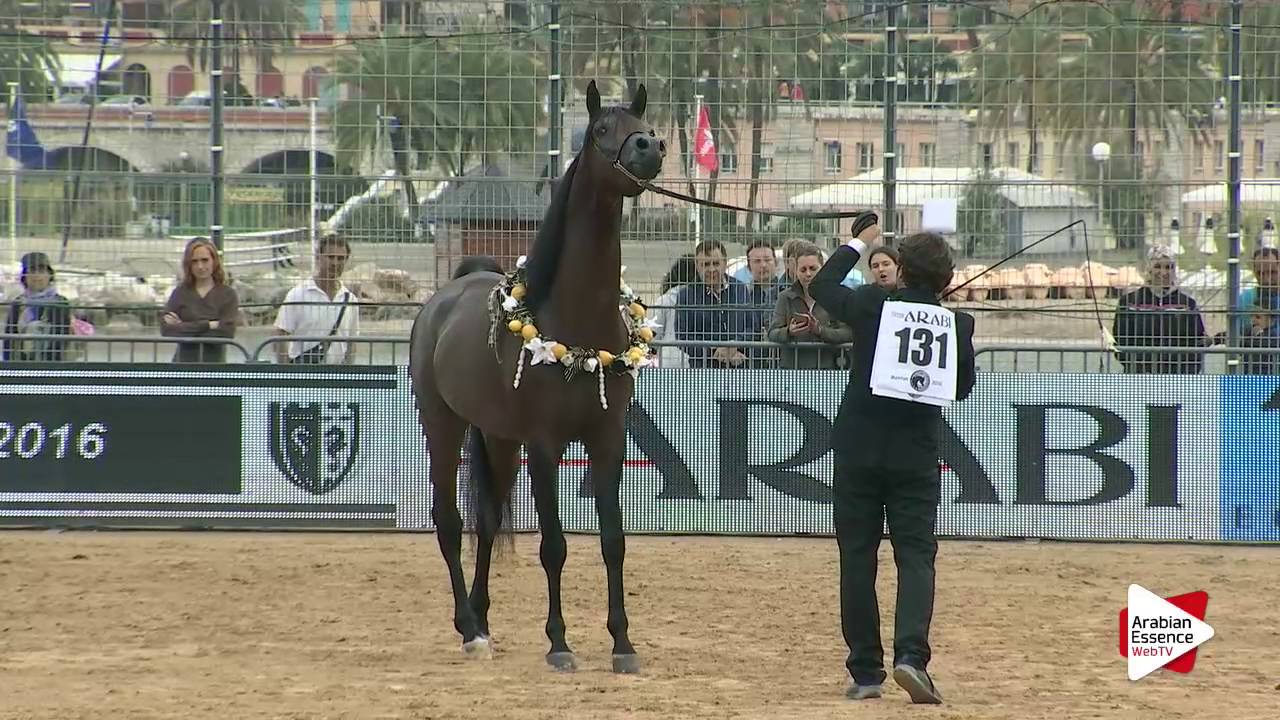 Menton 2016 - Best In Show Males