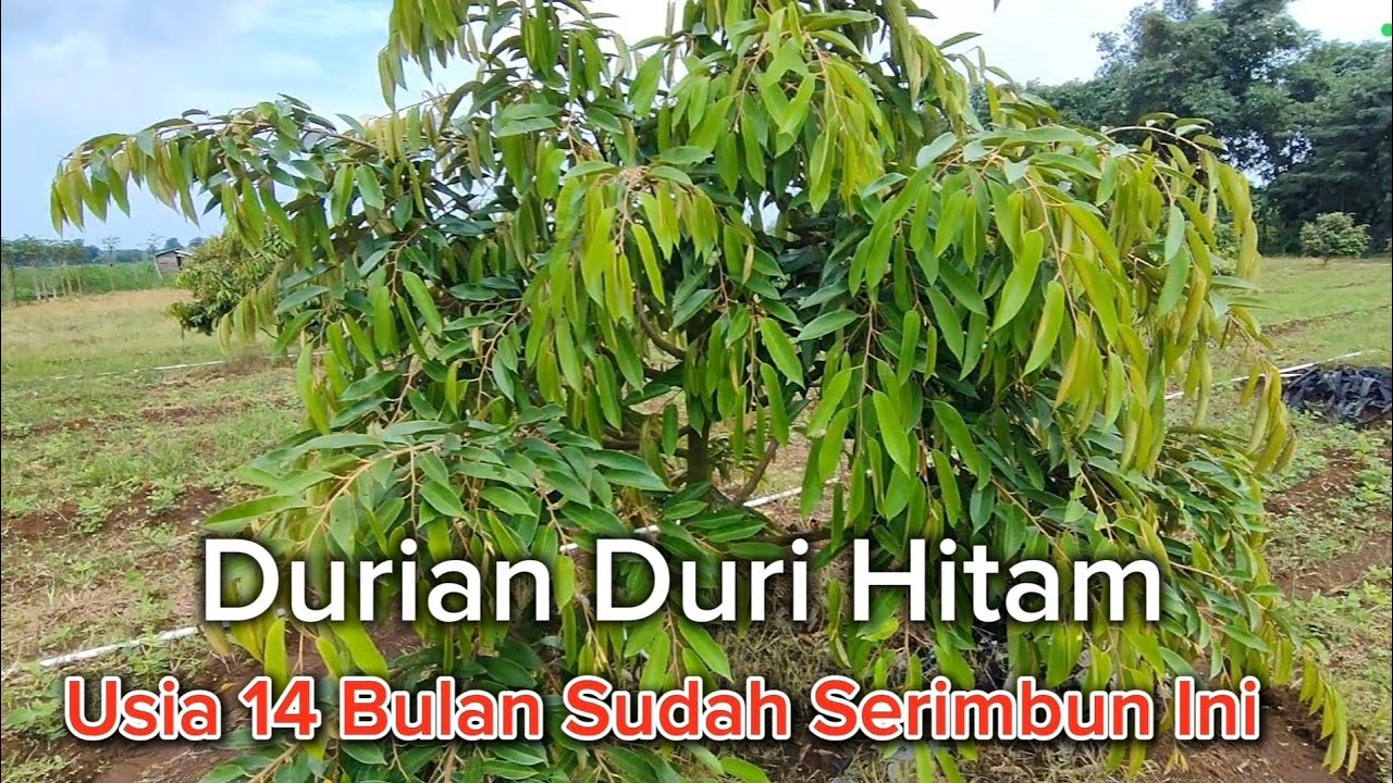 Update Kebun Durian Duri Hitam Di Usia 14 Bulan Sejak Tanam Pasca Menghadapi Cuaca Super Extreme.