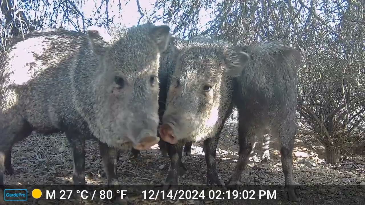 December Arizona Trail Camera Pickup // Bobcat, Javelina, Coyote and more!
