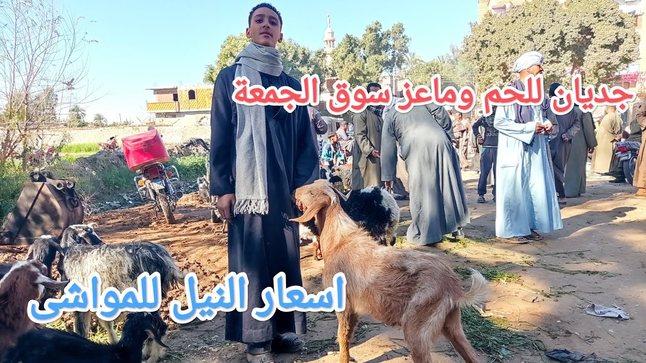 الغنم الوالد والعشر وخرفان وجديان اللحم بسوق الحمعة بدندرة✅ قنا