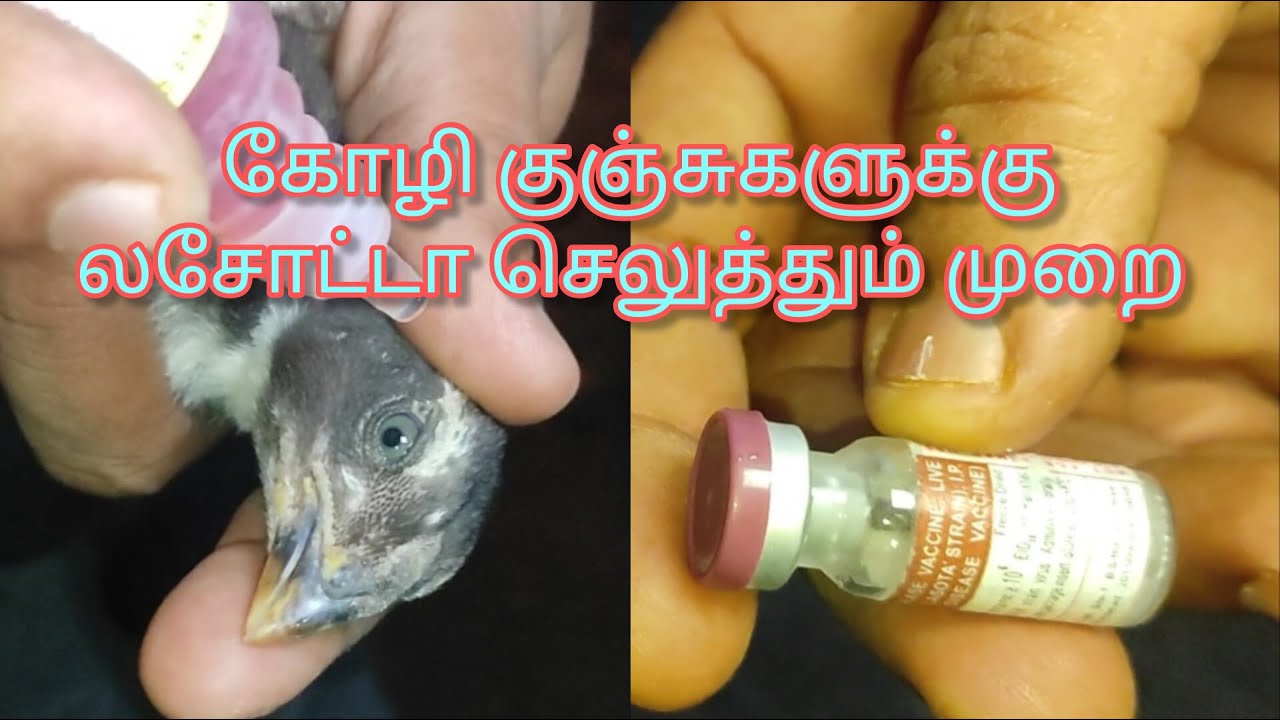 கோழி குஞ்சுகளுக்கு லசோட்டா செலுத்தும் முறை 💥🐤🐥🐓💉💊🏡